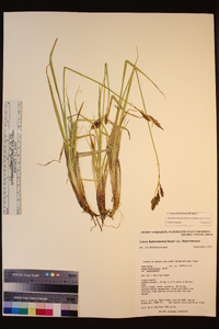 Carex heteroneura image